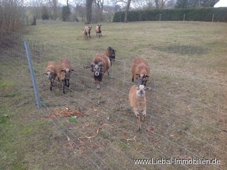 Tiere auf dem Grundstück